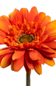 Fleur artificielle tige de Gerbera - composition bouquet - H.64cm orange