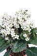 Fleurs artificielles Kalanchoe - plante en piquet - H.25cm blanc