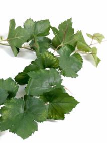 Guirlande artificielle de vigne 34 feuilles - décoration intérieure - H.118cm vert