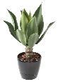 Plante artificielle Agave tige de plantation - cactus pour intérieur - H.60cm