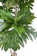 Plante artificielle Artocarpus Altilis - arbre à pain pour intérieur - H.200cm vert