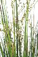 Plante artificielle Berry Onion Grass en pot - intérieur - H.90cm vert