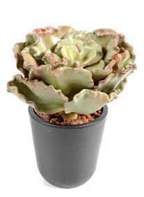 Plante artificielle Cactus Crassula Echeveria en piquet - intérieur - H.25cm