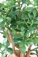 Plante artificielle Cactus Crassula large - plante synthétique - H.65 cm vert