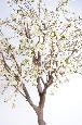 Plante artificielle fleurie Cerisier new large - intérieur - H.280cm blanc