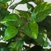 Feuillage artificiel piquet Philo -plante pour intérieur - 40cm vert