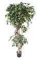 Arbre artificiel Ficus lianes S - plante d'intérieur - H.180cm vert