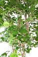 Arbre forestier artificiel Hêtre Grandifolia - décoration d'intérieur - H.190cm