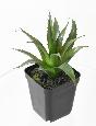 Cactus artificiels assortiment de 4 plantes - plante synthétique d'intérieur - H.20 cm