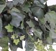 Feuillage artificiel chute de Lierre Gala en piquet - 323 feuilles artificielles - H. 75cm vert