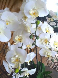 Fleur artificielle Orchidée Phalaenopsis en motte - plante d'intérieur - H.77cm crème