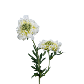 Fleur artificielle tige de Scabiosa - composition florale - H.55cm crème