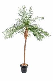 Palmier artificiel Phoenix new - plante d'intérieur - H.220cm vert