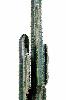 Plante artificielle Cactus Finger - Plante synthétique intérieur - H. 185cm vert