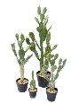 Plante artificielle petit Cactus plat- Plante pour intérieur - H. 34cm vert