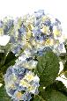 Plante artificielle Hortensia 5 têtes - plante fleurie en piquet - H.50cm bleu