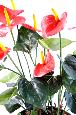 Plante artificielle fleurie Anthurium en pot - décoration d'intérieur - H.50cm rouge