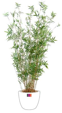 Bambou artificiel Oriental 11 cannes fines - plante d'intérieur - H.100cm