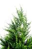 Plante artificielle Cypres artificiel (juniperus vert) - intérieur extérieur - H.135cm vert 2 nuances