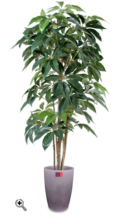 Plante artificielle tropicale Schefflera Amata - intérieur - H.180cm