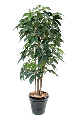 Plante artificielle tropicale Schefflera Amata - intérieur - H.150cm