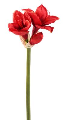 Amaryllis artificielle à la tige 2 fleurs - composition florale - H.75 cm rouge