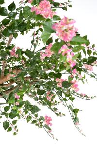 Arbre artificiel fleuri Bougainvillier Tree - plante d'intérieur - H.280cm rose