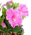Fleur artificielle Petunia 4 fleurs - plante d'intérieur en piquet - H.25cm fuchsia