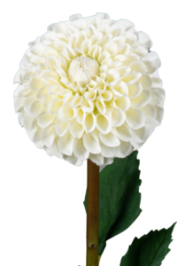 Fleur artificielle tige de Dahlia - composition florale - H.96cm crème