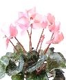 Fleurs artificielles Cyclamen - plante en piquet pour intérieur - H.32cm rose