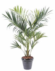 Palmier artificiel kentia royal - ambiance tropicale - H.220cm vert 