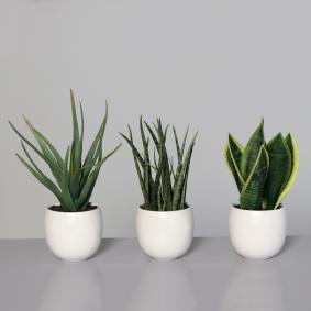 Plante artificielle 3 succulentes pots blancs en céramique - cactus d'intérieur - H.25cm