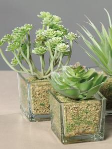 Plante artificielle 6 succulentes avec pots en verre - cactus d'intérieur - H.16cm