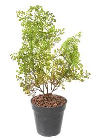 Plante artificielle Buxus en piquet - décoration d'intérieur - H.50cm vert foncé