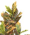 Plante artificielle Croton - arbuste d'intérieur - H.100cm vert rouge jaune