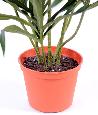 Plante artificielle Dracaena Anita - décoration d'intérieur - H.45cm vert