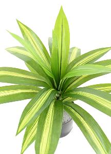 Plante artificielle Dracaena large - décoration d'intérieur - H.55cm panaché