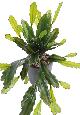 Plante artificielle Epiphyllum en piquet - cactus artificiel extérieur - H.50cm vert