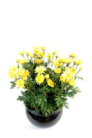 Plante artificielle Marguerite Anthemis - plante d'intérieur - H.40 cm jaune