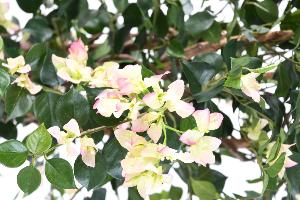 Plante artificielle fleurie Bougainvillier - arbre semi-naturel d'intérieur - H.150cm blanc rose