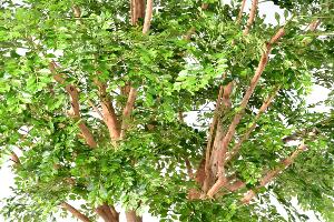 Bucida Arbre artificiel forestier - plante décoration d'intérieur - H.450cm vert