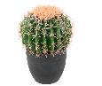 Cactus artificiel Echino - plante synthétique d'intérieur - H. 27cm vert