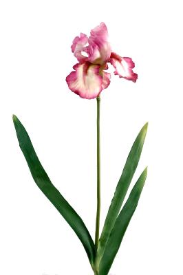 Fleur artificielle iris haute qualité - fleur bicolore - H.77cm fuchsia