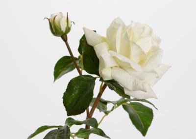 Fleur artificielle rose Melody reality - Fresh touch haute qualité - H.53cm blanc