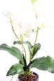 Fleur coupée Lycaste Orchidée - plante artificielle en piquet - H.60cm blanc