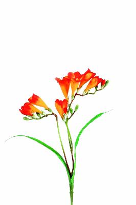 Fleur coupée artificielle Freesia - création de bouquet - H.60 cm orange