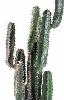 Plante artificielle Cactus Finger - Plante synthétique intérieur - H. 150cm vert