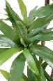 Plante artificielle Dracaena Fragrans - décoration d'intérieur - H.95cm vert