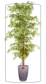 Arbre forestier artificiel Aralia new - plante d'intérieur - H.190cm vert/rouge