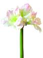 Amaryllis artificielle 3 fleurs - composition florale - H.70 cm blanc